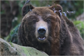 <p>MEDVĚD GRIZZLY (Ursus arctos horribilis) Zoo Děčín</p>